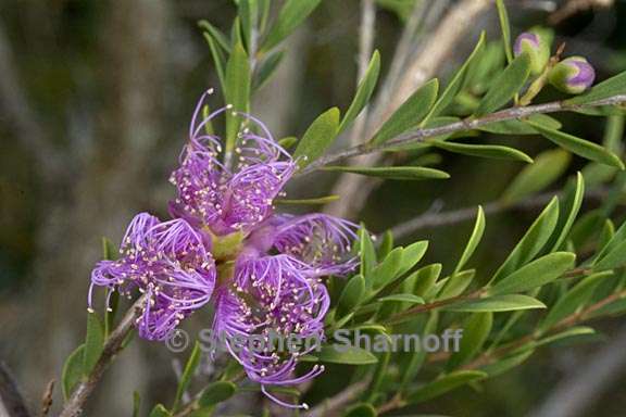 melaleuca thymifolia 3 graphic